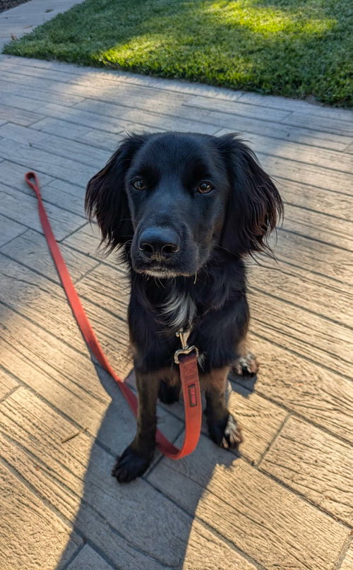picture of the dog needing adoption