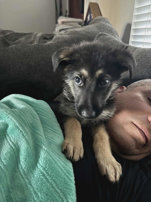 picture of the dog needing adoption