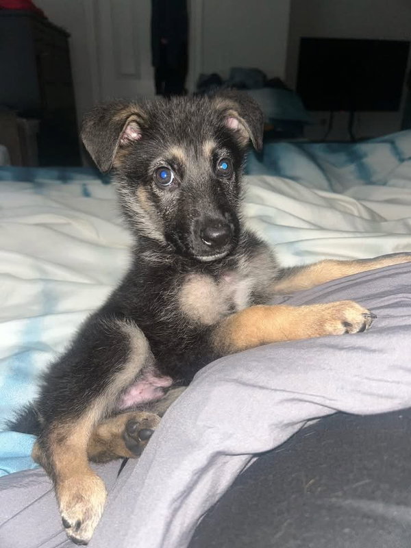 Diesel the Puppy