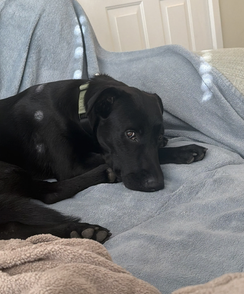 picture of the dog needing adoption