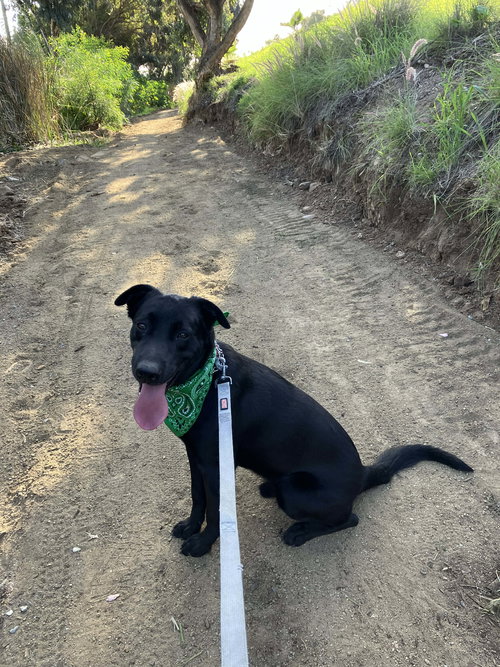 ROSS - Labrador Retriever available for adoption