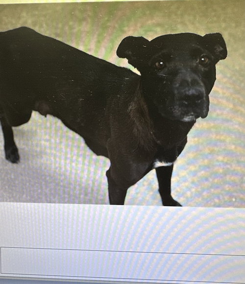 picture of the dog needing adoption