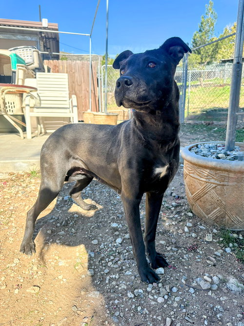 VENUS - Labrador Retriever available for adoption