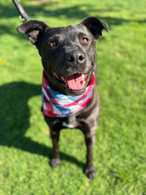 Venus, an adoptable Labrador Retriever in San Diego, CA