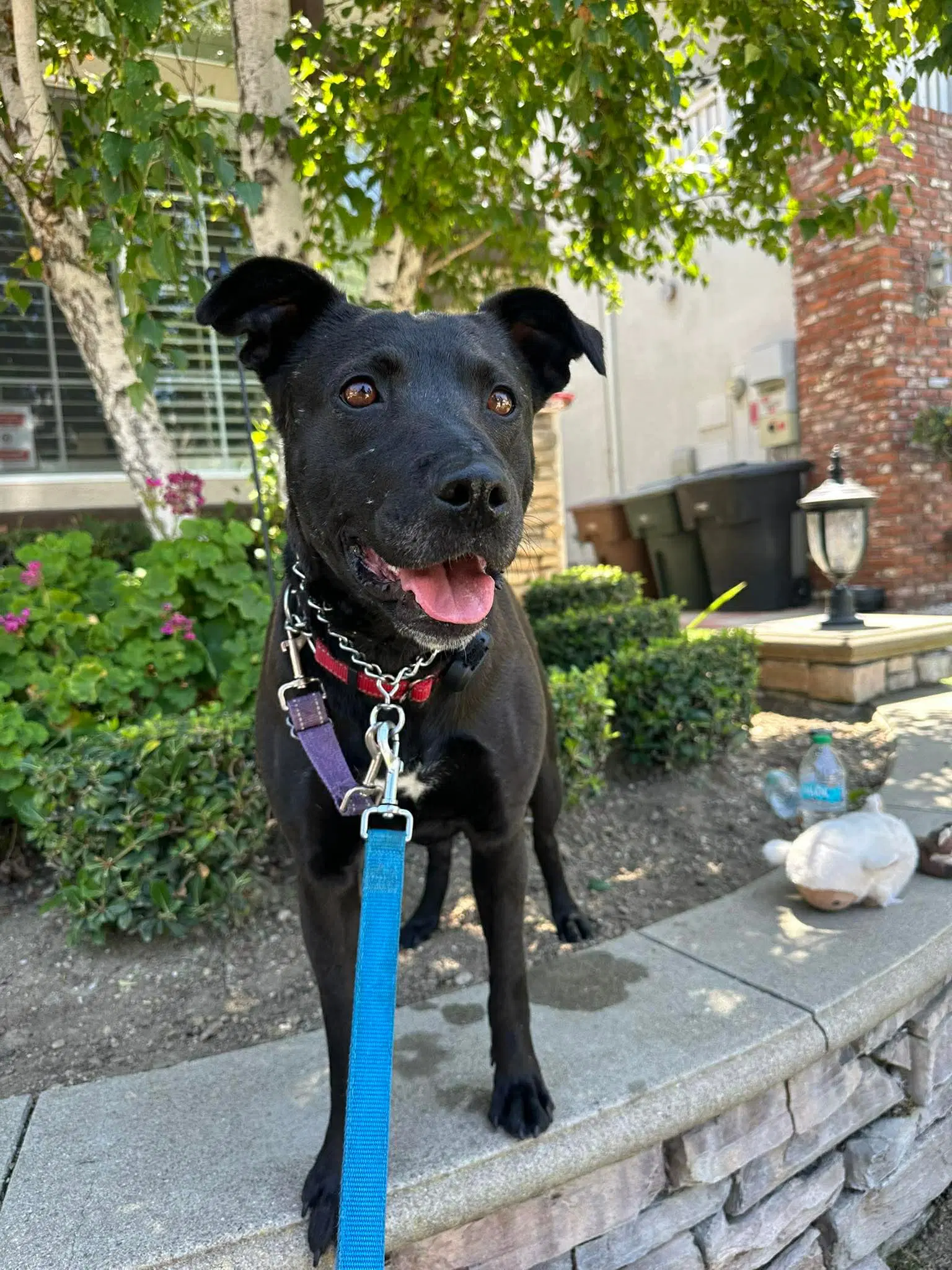 Venus - Labrador Retriever