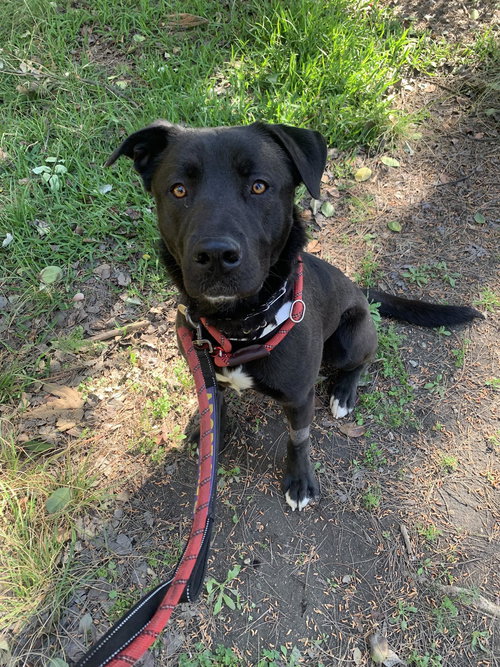 picture of the dog needing adoption