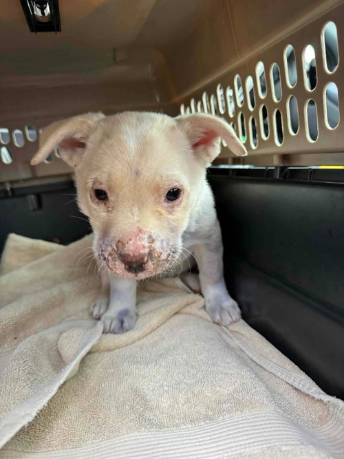 picture of the dog needing adoption