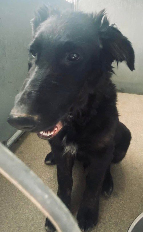 picture of the dog needing adoption