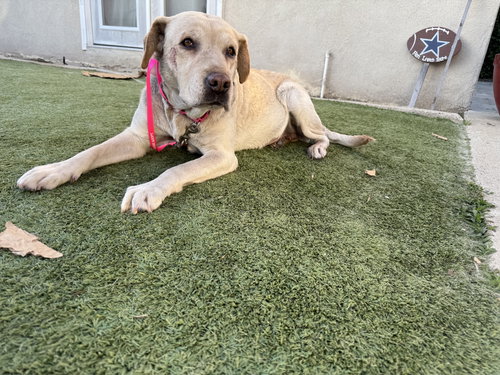 picture of the dog needing adoption