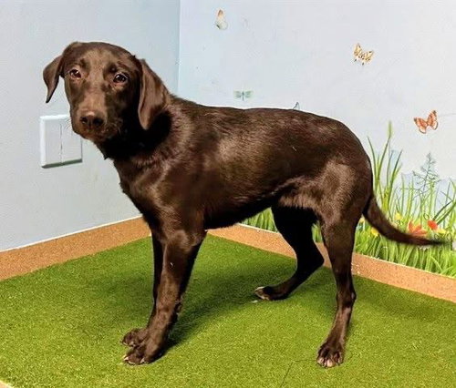 picture of the dog needing adoption
