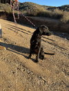 Leia - Photo 5