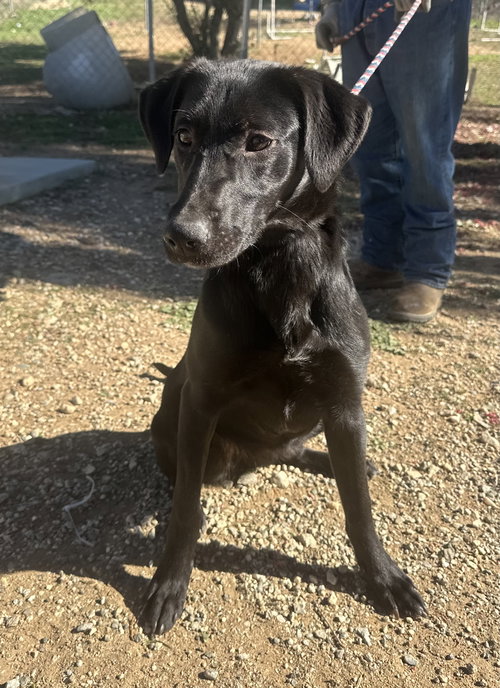 picture of the dog needing adoption