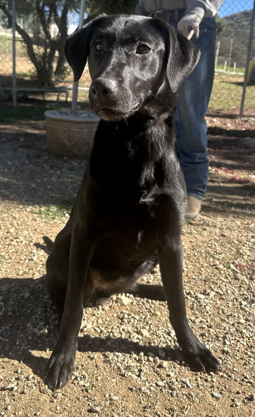LEIA - Labrador Retriever available for adoption