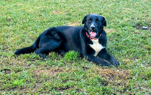 picture of the dog needing adoption