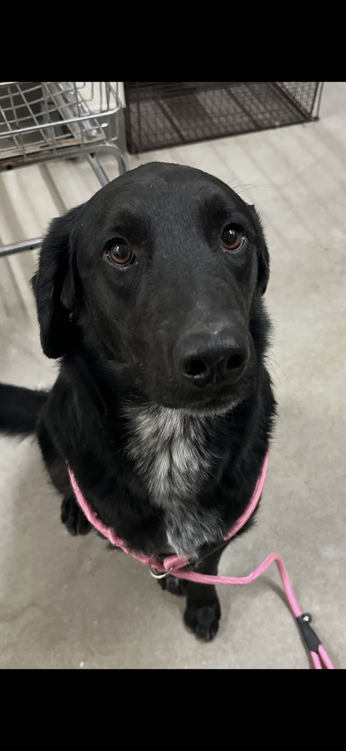 picture of the dog needing adoption