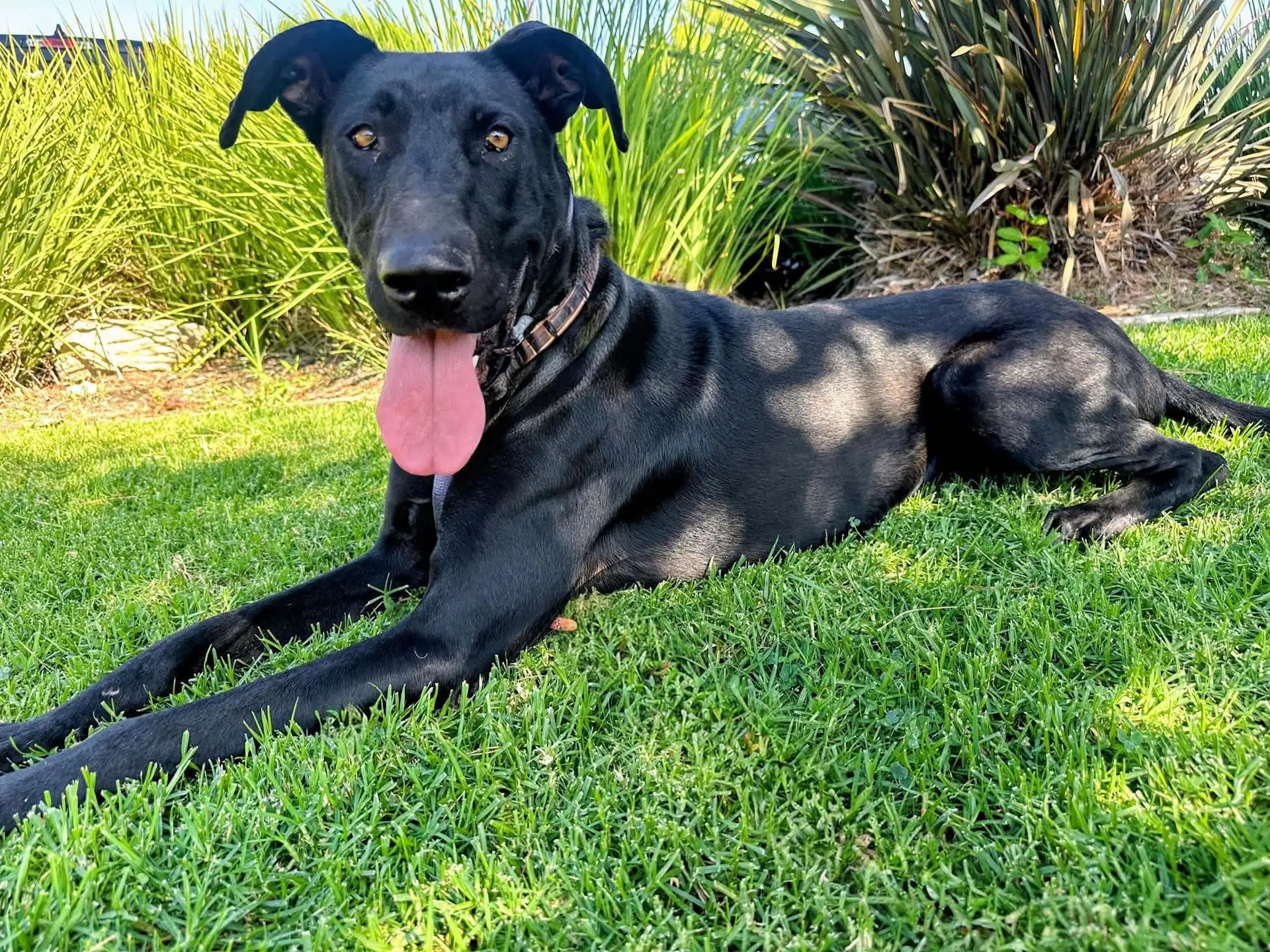Gracie Lou - Labrador Retriever