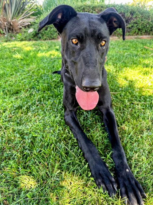 Gracie Lou photo 1