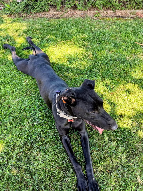 Gracie Lou photo 2