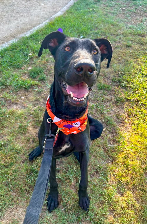 Gracie Lou, Labrador Retriever / Mixed (short coat)