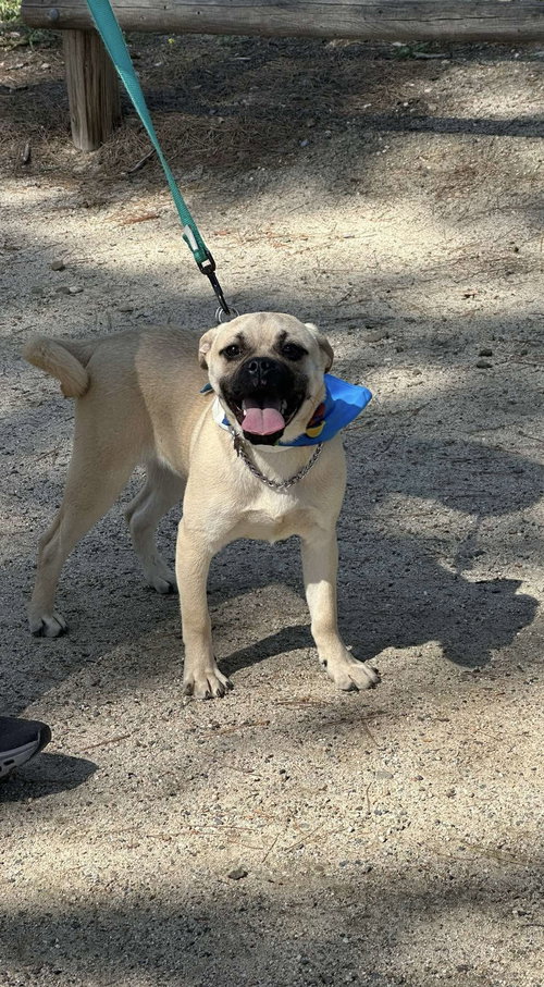 picture of the dog needing adoption