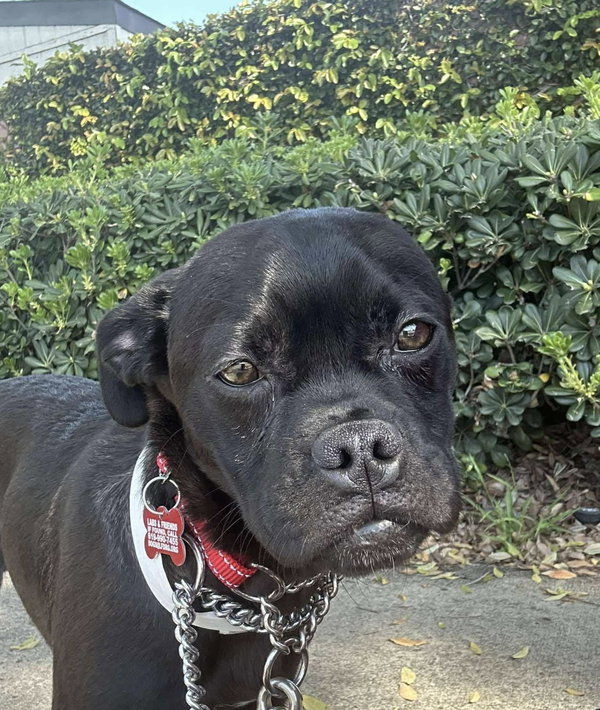 Hugo