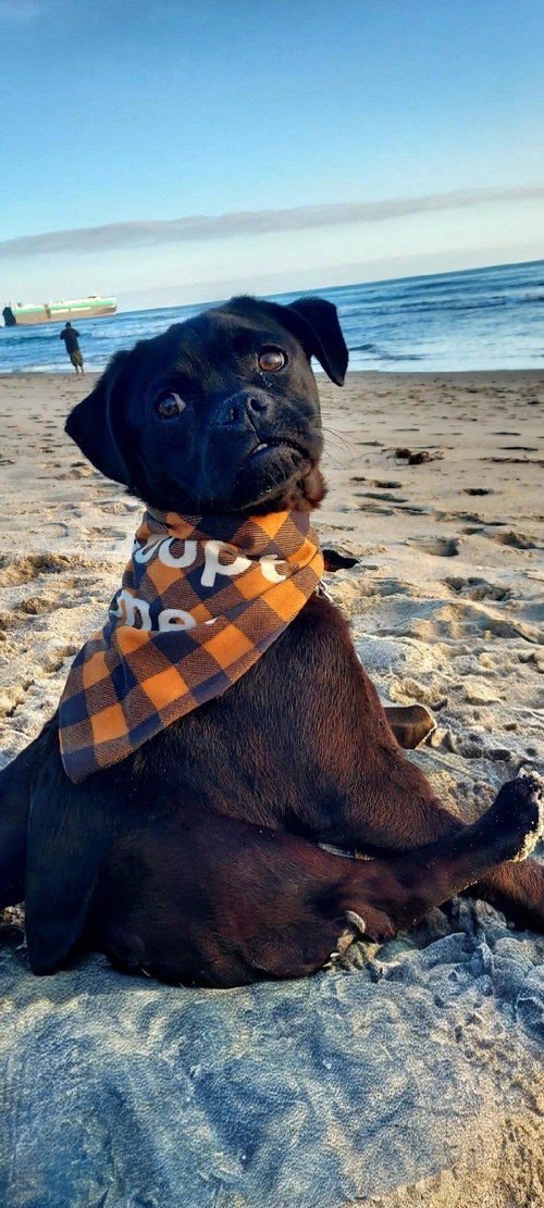 picture of the dog needing adoption
