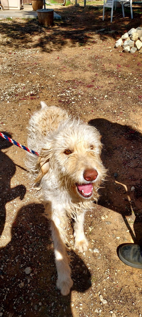 picture of the dog needing adoption