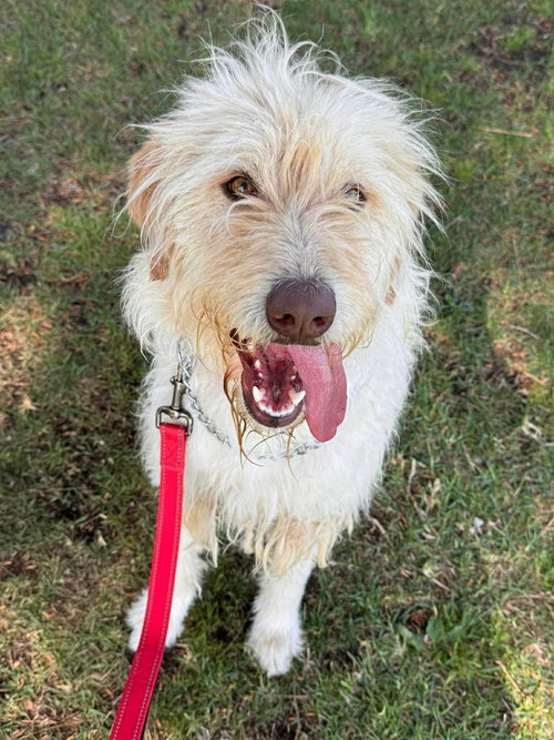 Dutchess, an adoptable Soft-Coated Wheaten Terrier in San Diego, CA