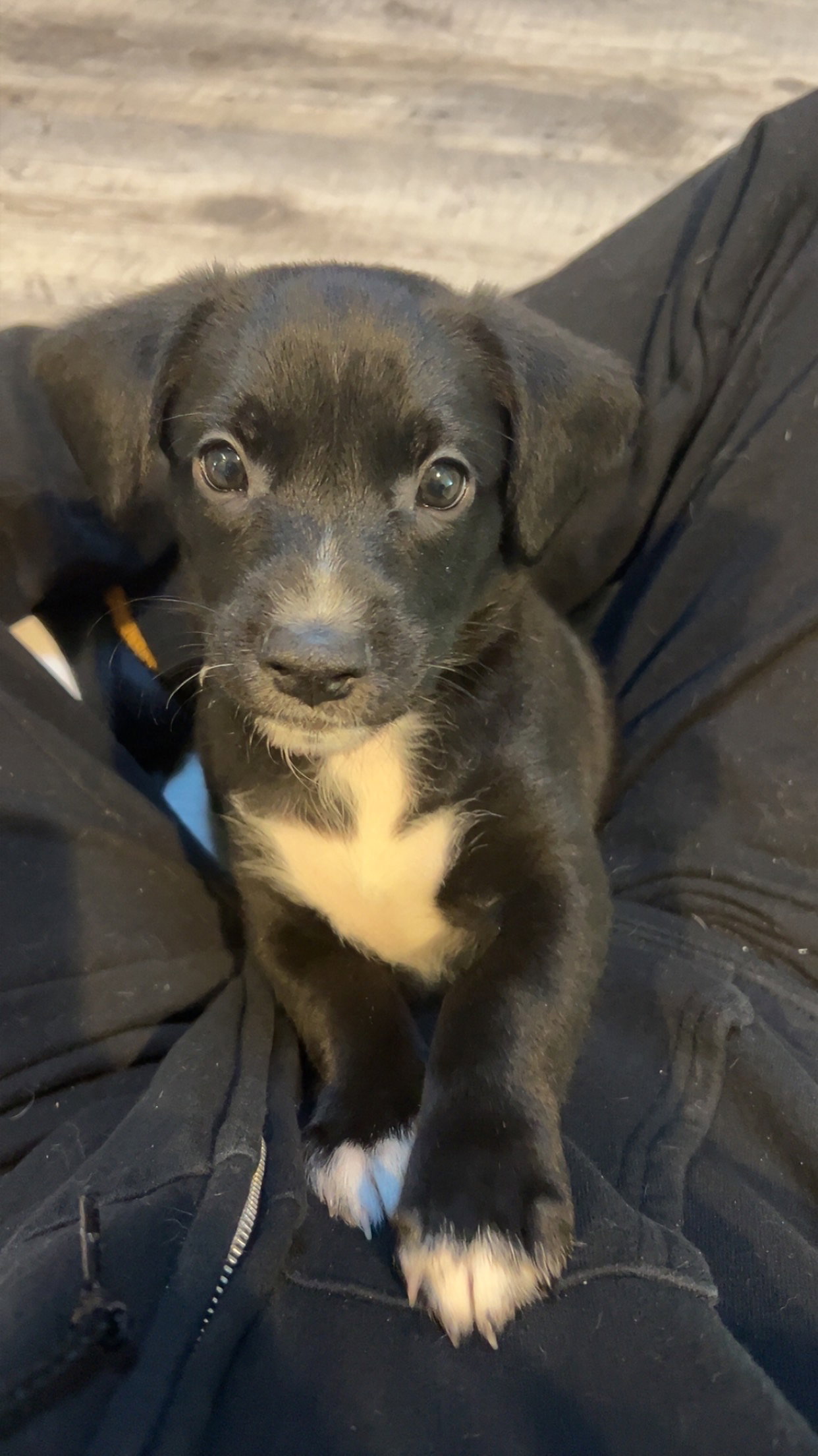 Honey's Puppy Milo Image