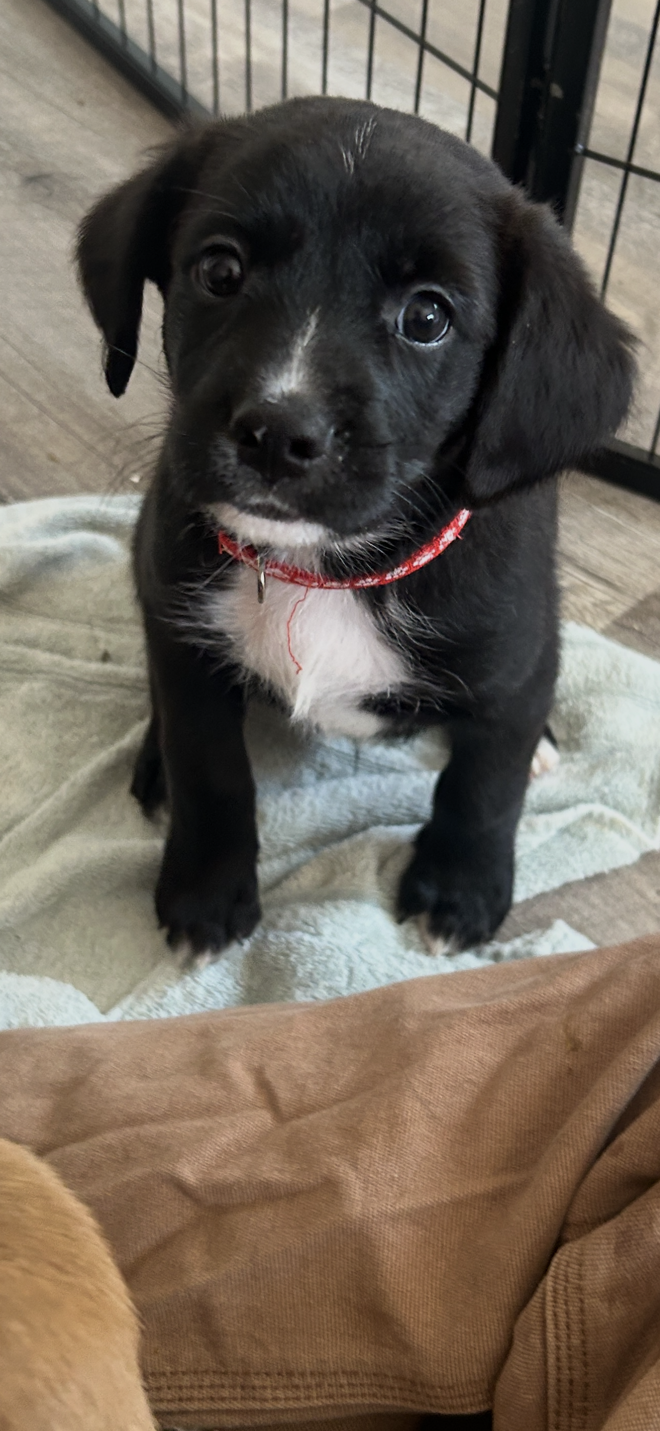 Honey's Puppy Weber Image