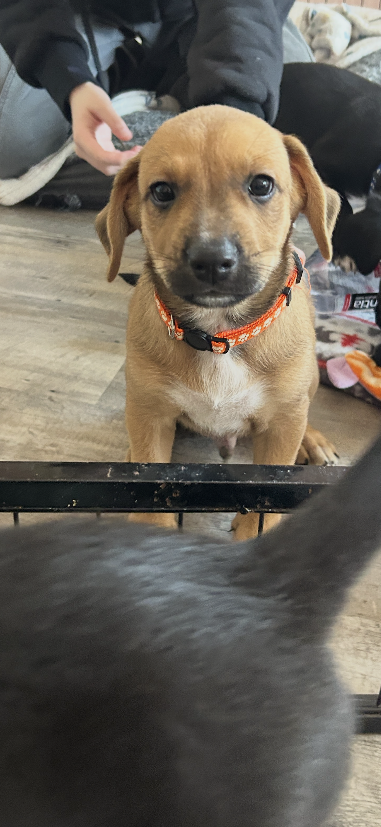 Honey's Puppy Buster Image
