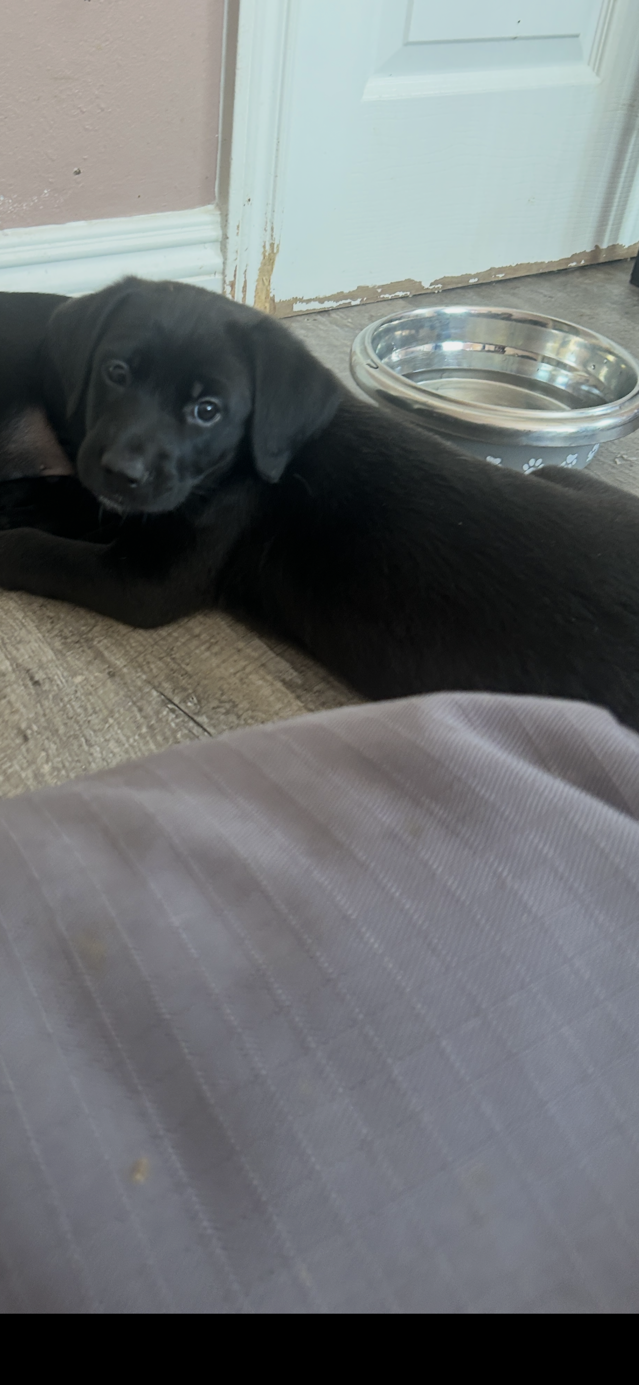 Honey's Puppy Maggie Image