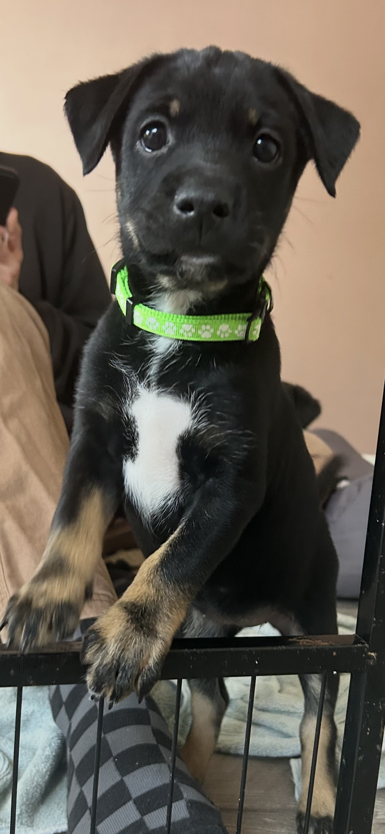 Honey's Puppy Millie Image