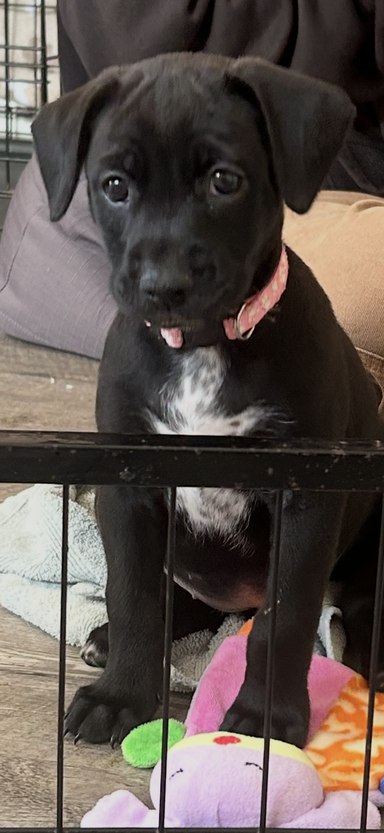 Honey's Puppy Nellie Image