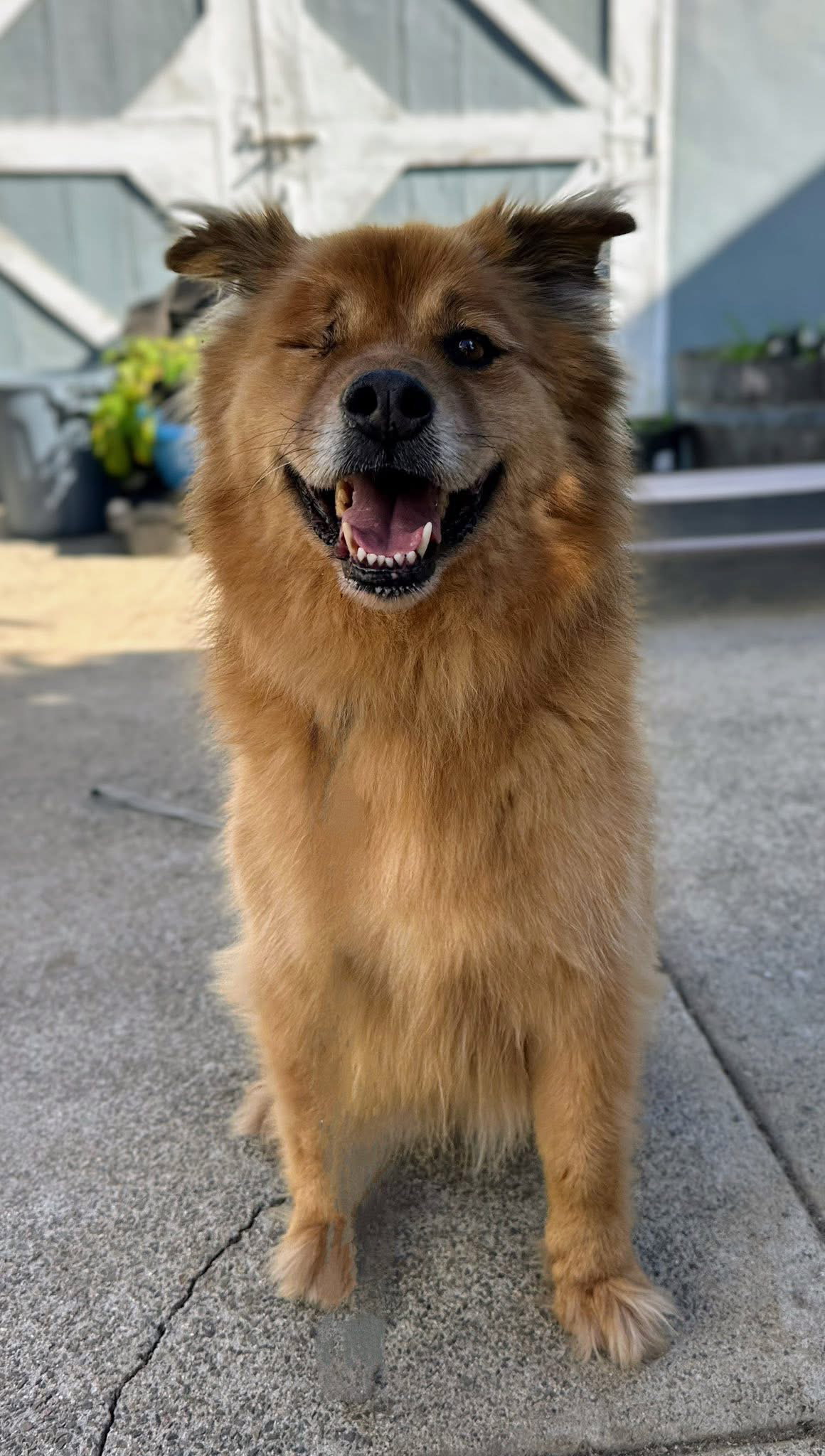 Teddy Image