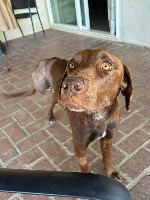 picture of the dog needing adoption