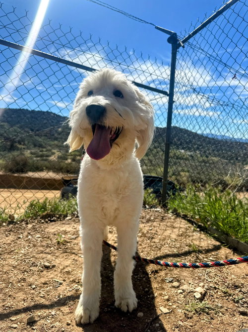picture of the dog needing adoption