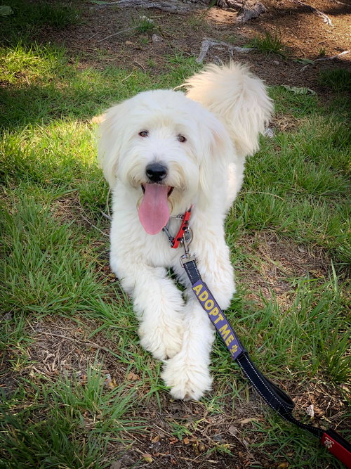 Molly, an adoptable Poodle in San Diego, CA