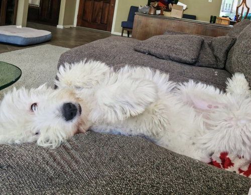 Molly photo 4
