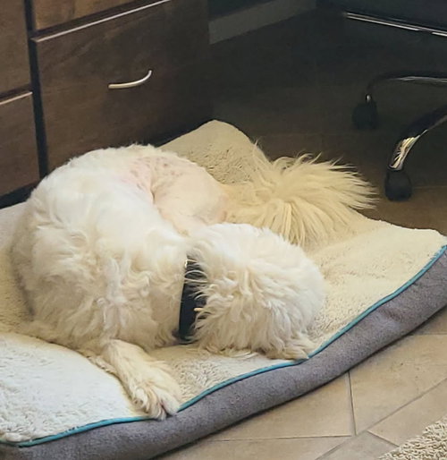Molly photo 5