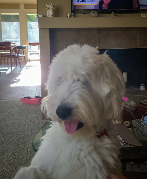 Molly photo 6