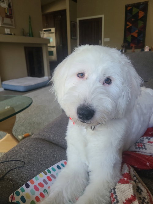 Molly