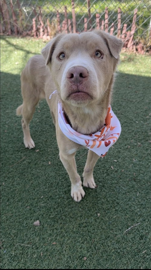picture of the dog needing adoption