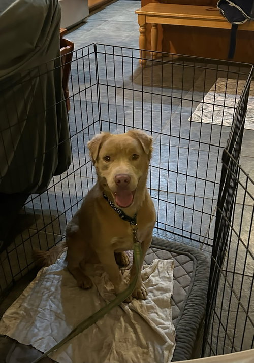 picture of the dog needing adoption