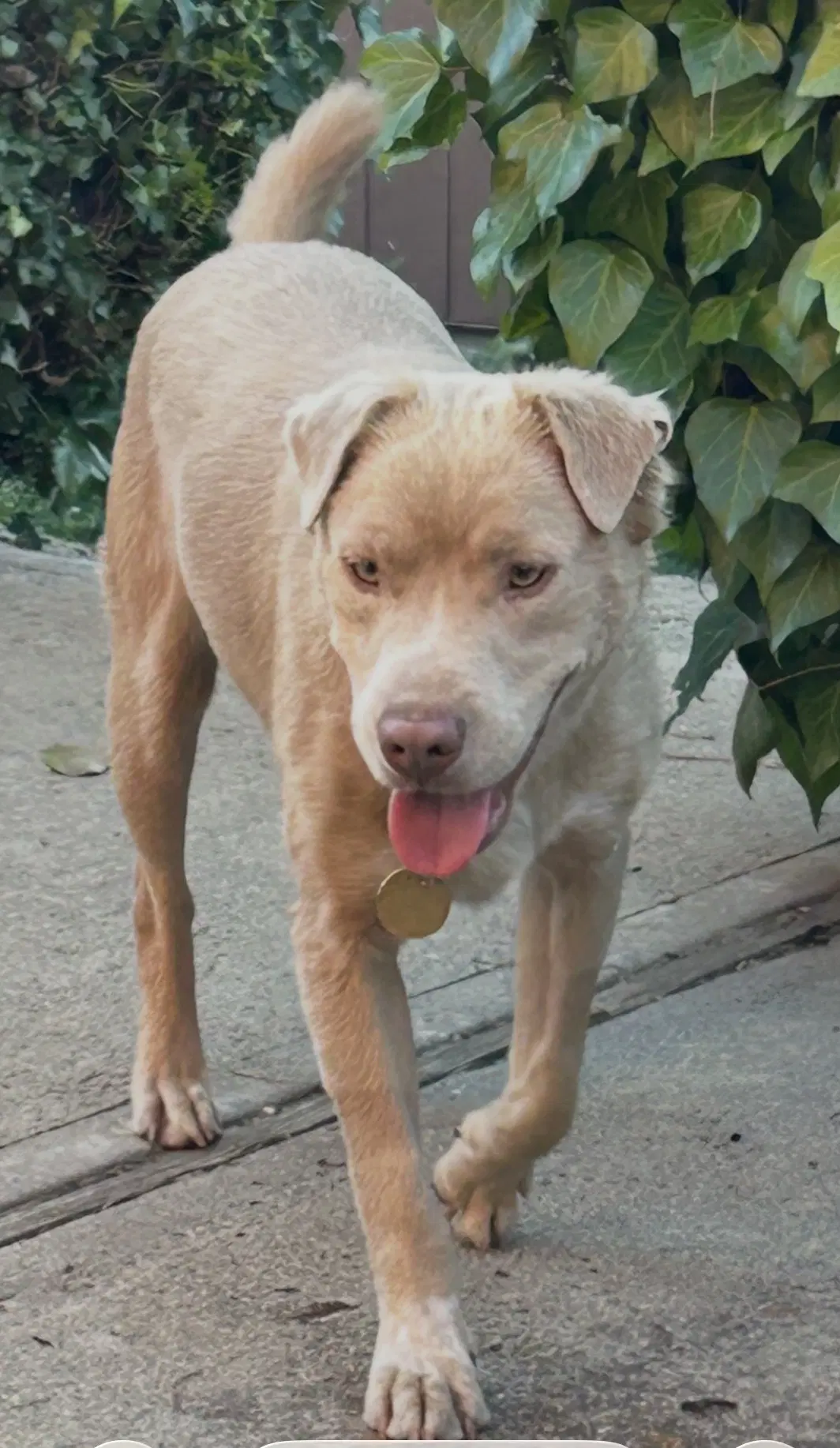 Thaddeus - Labrador Retriever