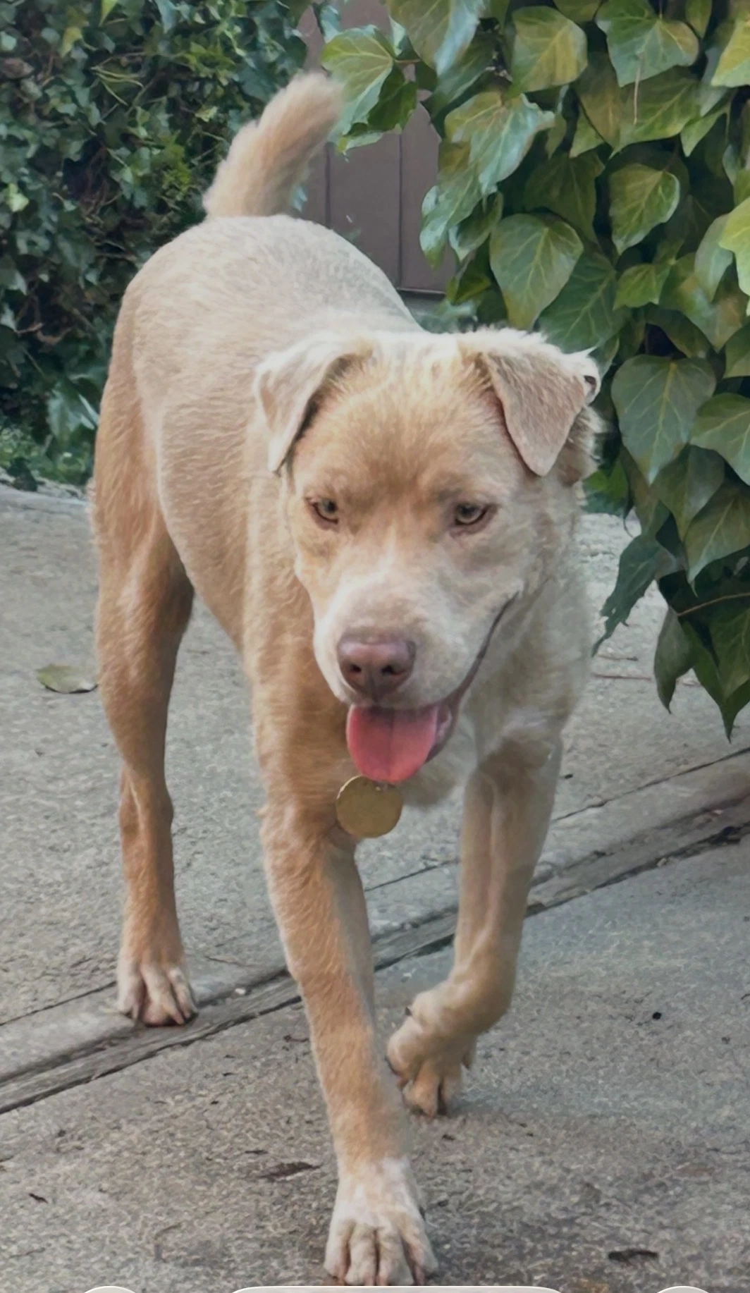 Thaddeus