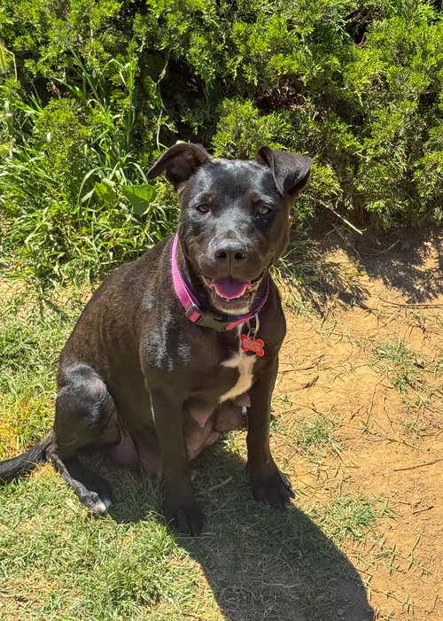Marilynn, an adoptable Labrador Retriever in San Diego, CA