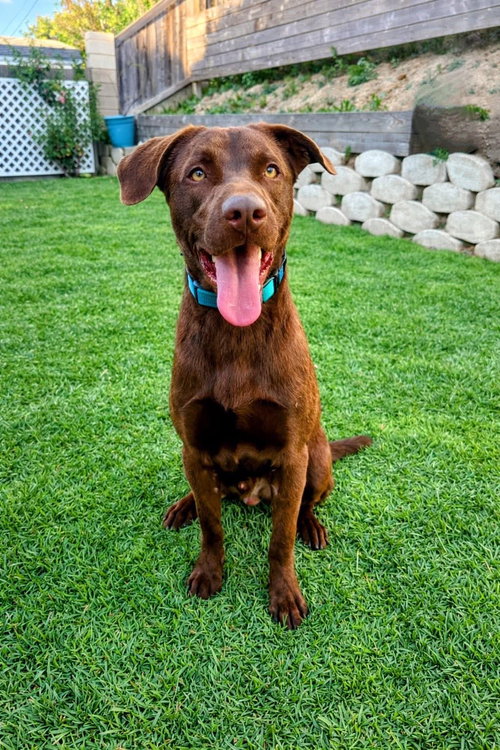 picture of the dog needing adoption