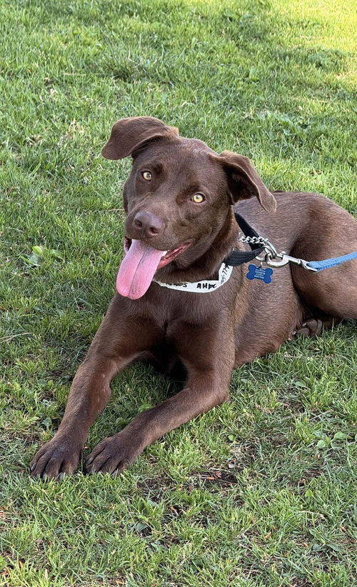 Rusty, an adoptable Labrador Retriever in San Diego, CA