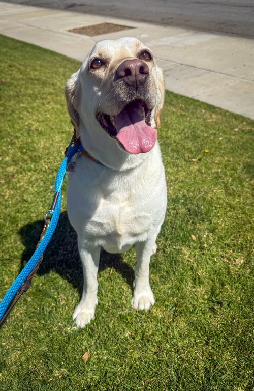 Luna, an adoptable Labrador Retriever in San Diego, CA